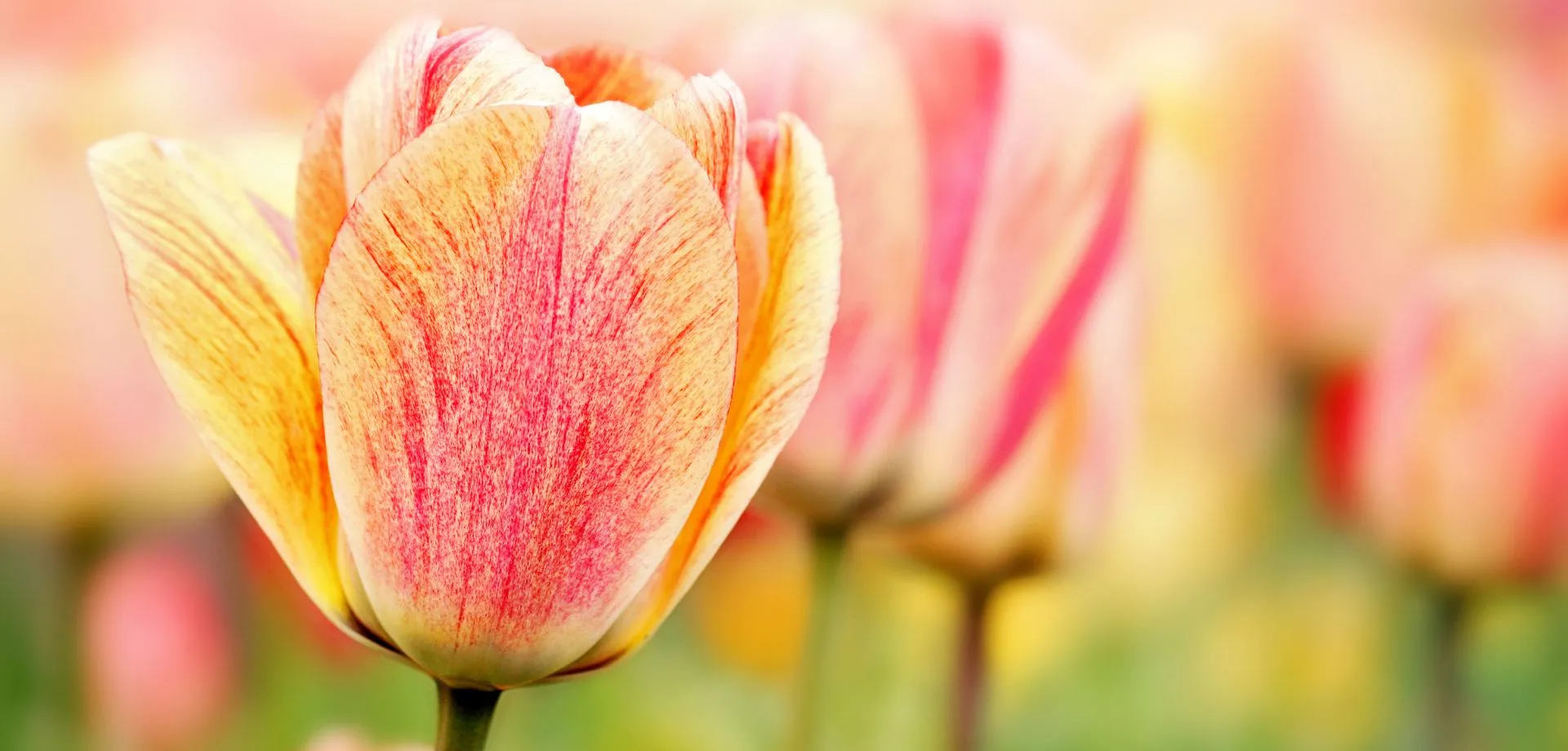 Last Minute - Tulpenblüte in Holland