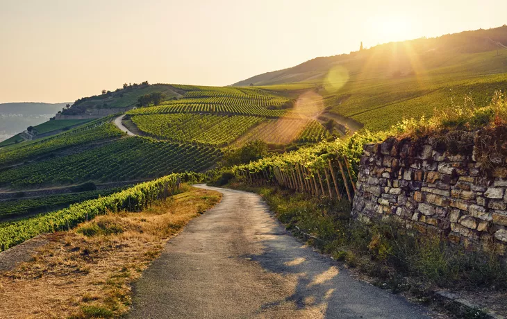 Abendstimmung am Weinberg - © Getty Images/iStockphoto