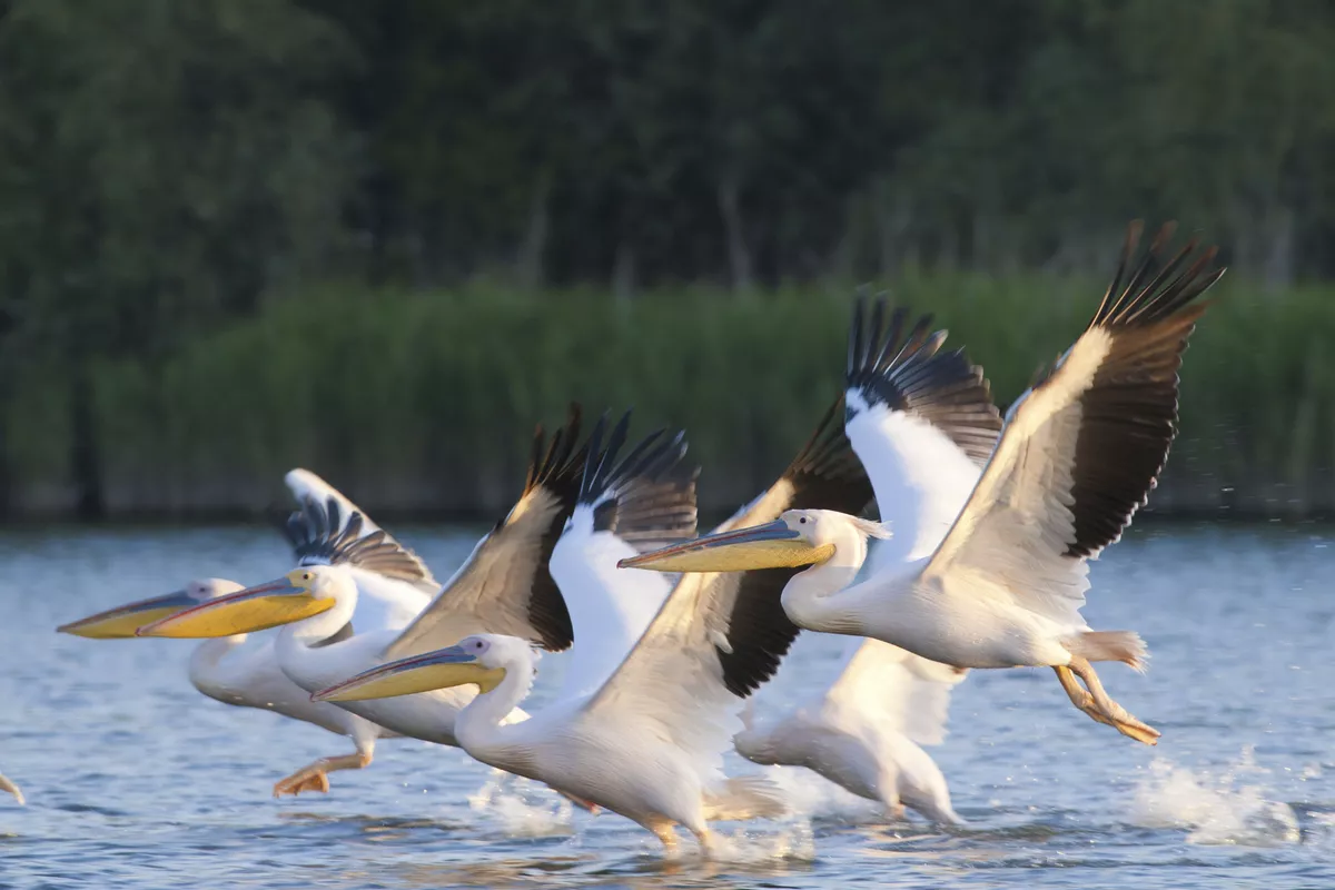 Pelikane im Donaudelta - © shutterstock_98077766