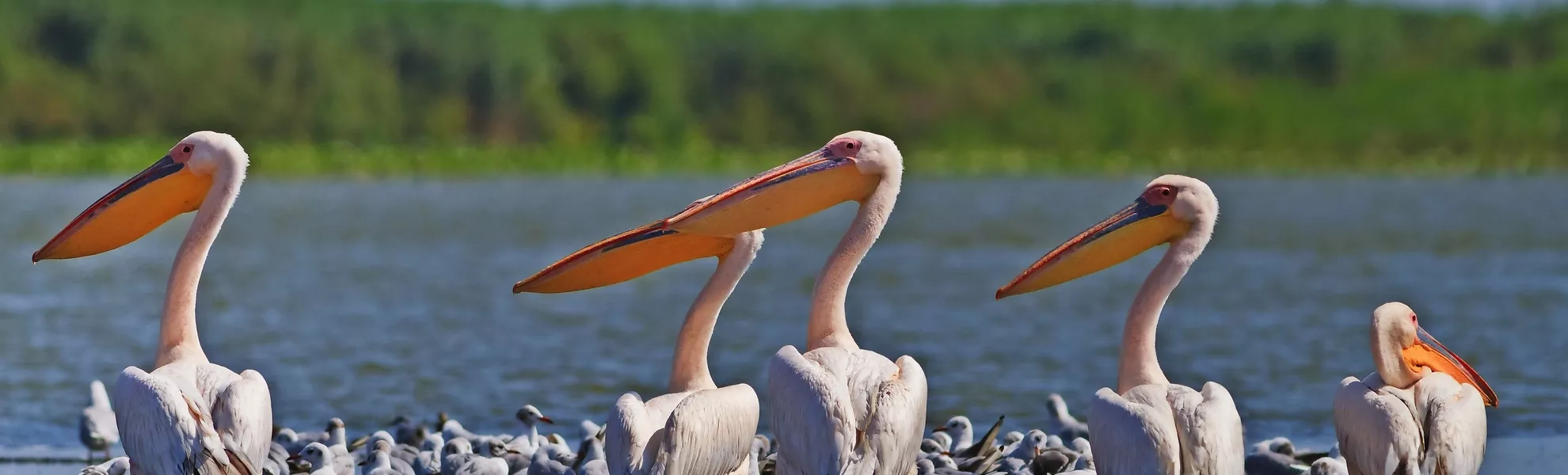 weiße Pelikane - © porojnicu - Fotolia