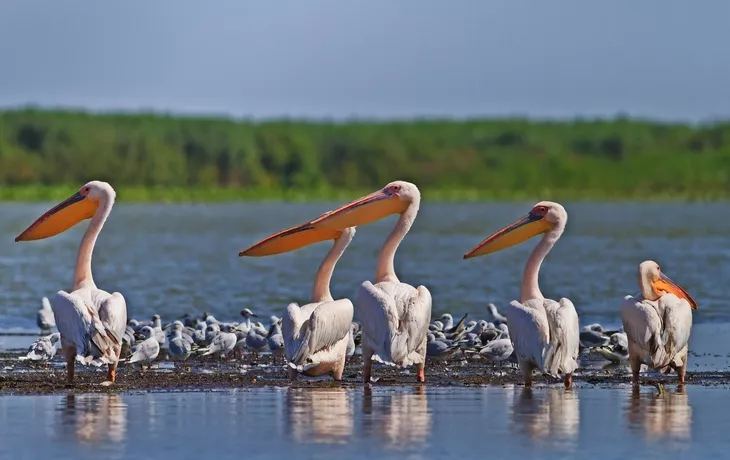 weiße Pelikane - © porojnicu - Fotolia