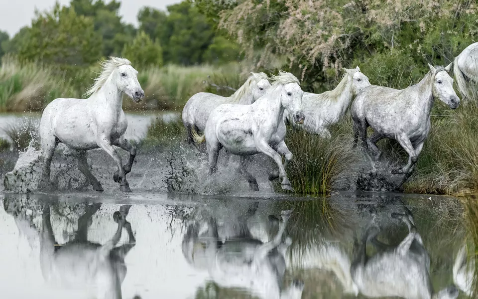 Camargue, Wildpferde - © shutterstock_280048706