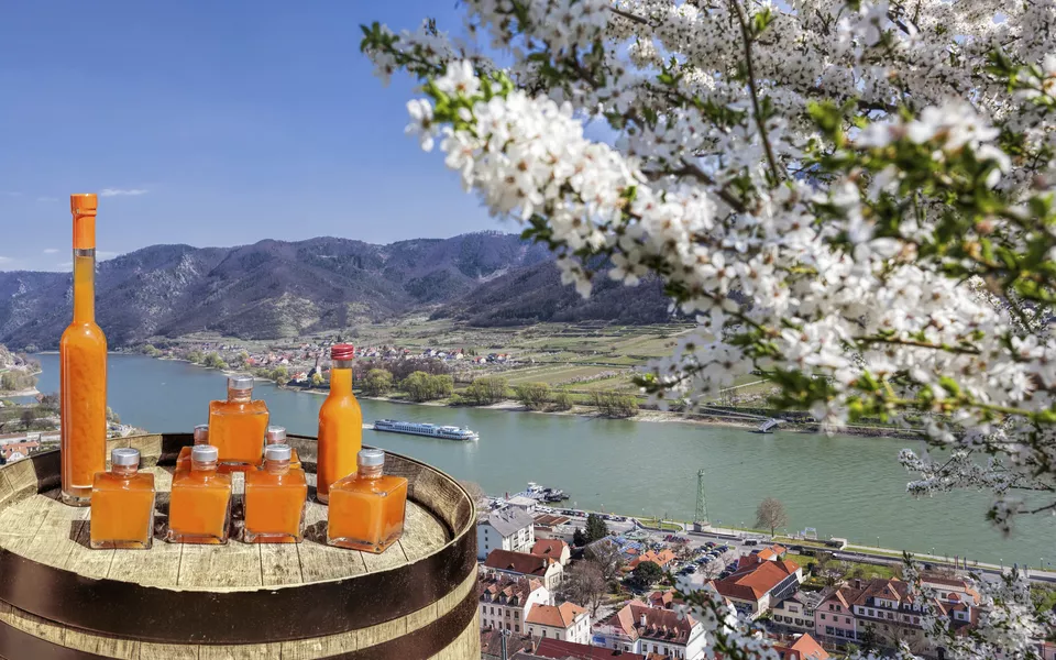 Apricots drinks on barrel against Spitz village with boat on Danube river, Austria