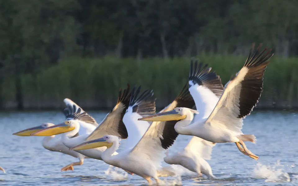 Pelikane im Donaudelta - © shutterstock_98077766