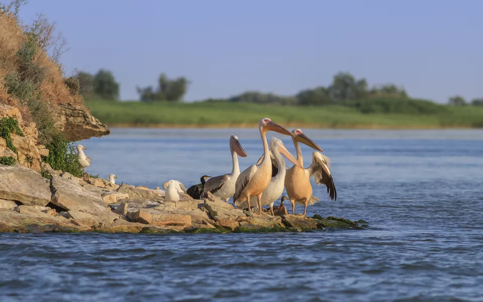 Faszinierende Tierwelt im Donaudelta - © shutterstock_290611787