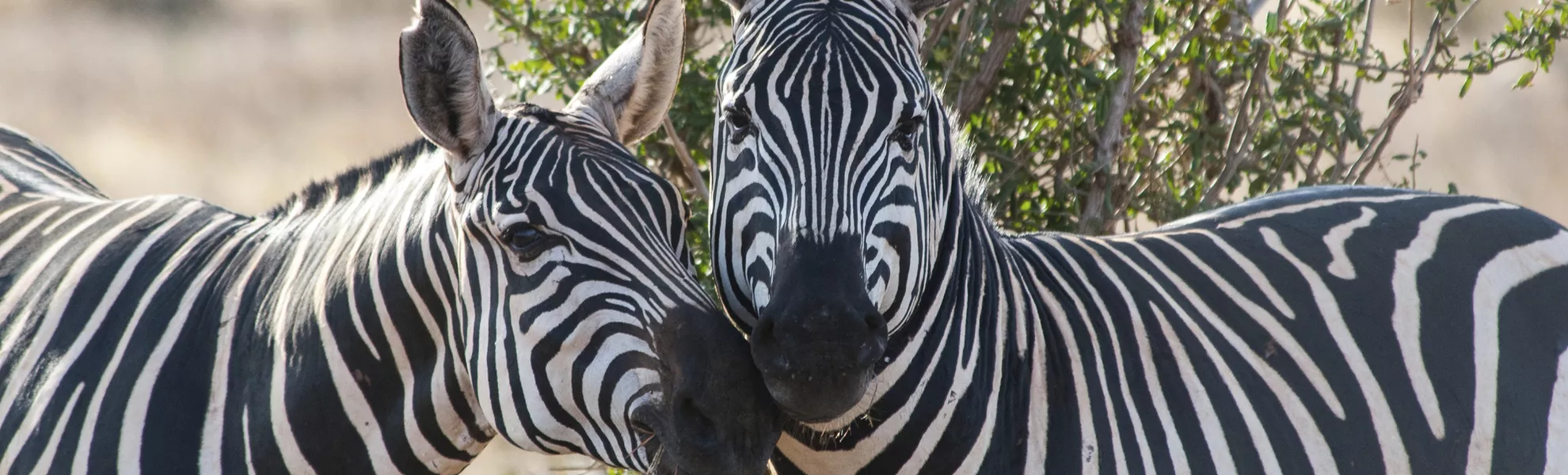Zebras - © Getty Images/iStockphoto