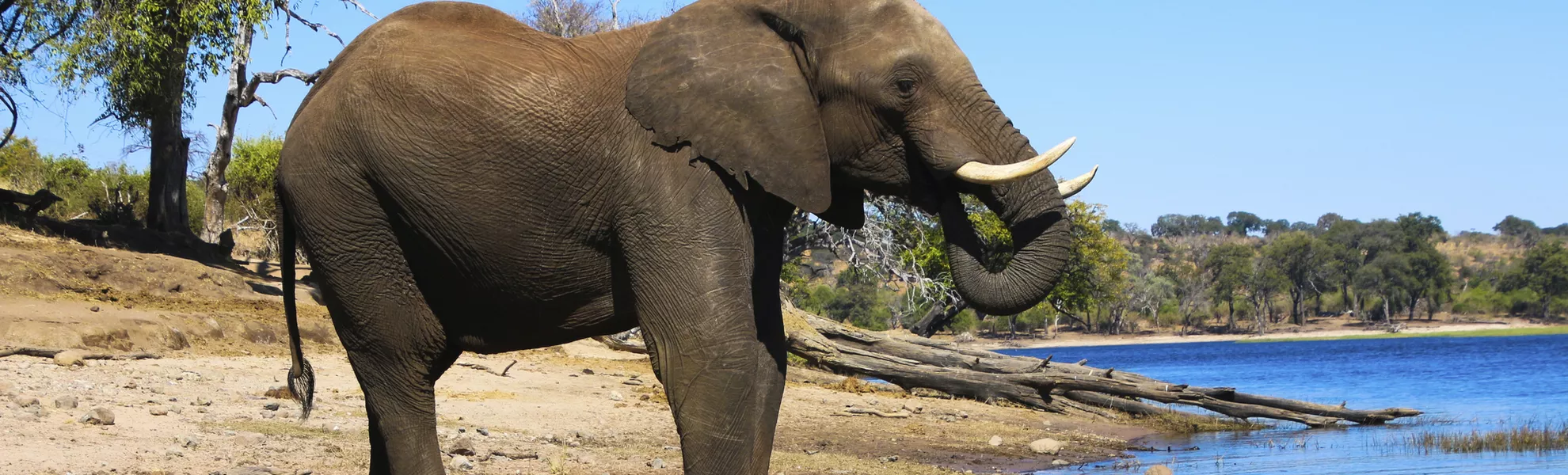 Elefant im Chobe-Nationalpark - © ©taro02 - stock.adobe.com