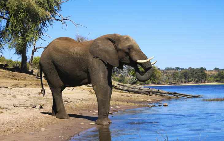 © ©taro02 - stock.adobe.com - Elefant im Chobe-Nationalpark