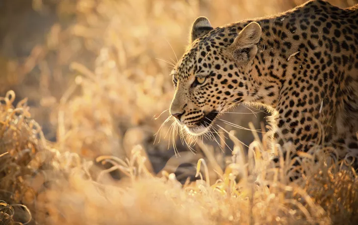 © ©GrantRyan - stock.adobe.com - Leopard