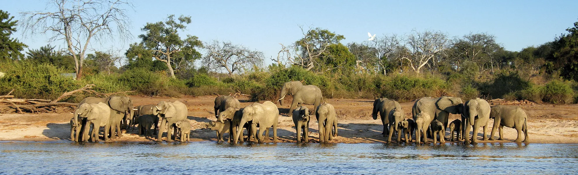 Elephant herd - © 2630ben - Fotolia