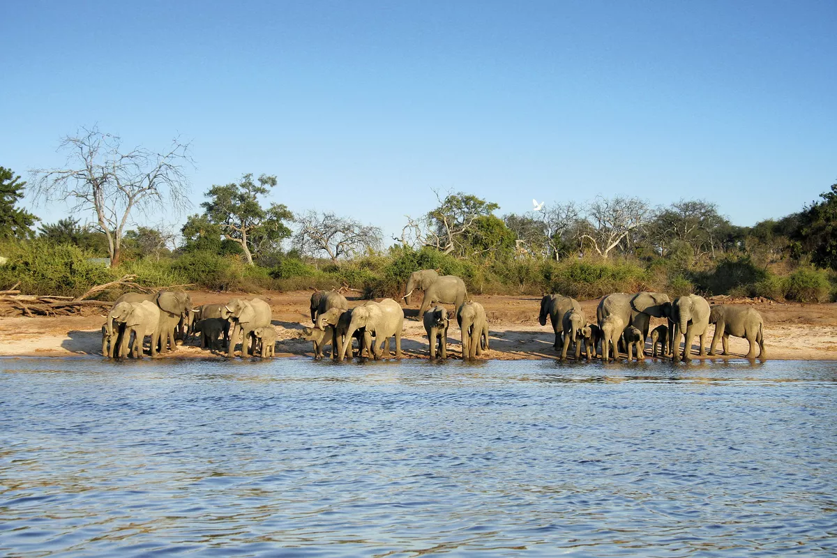 Elephant herd - © 2630ben - Fotolia