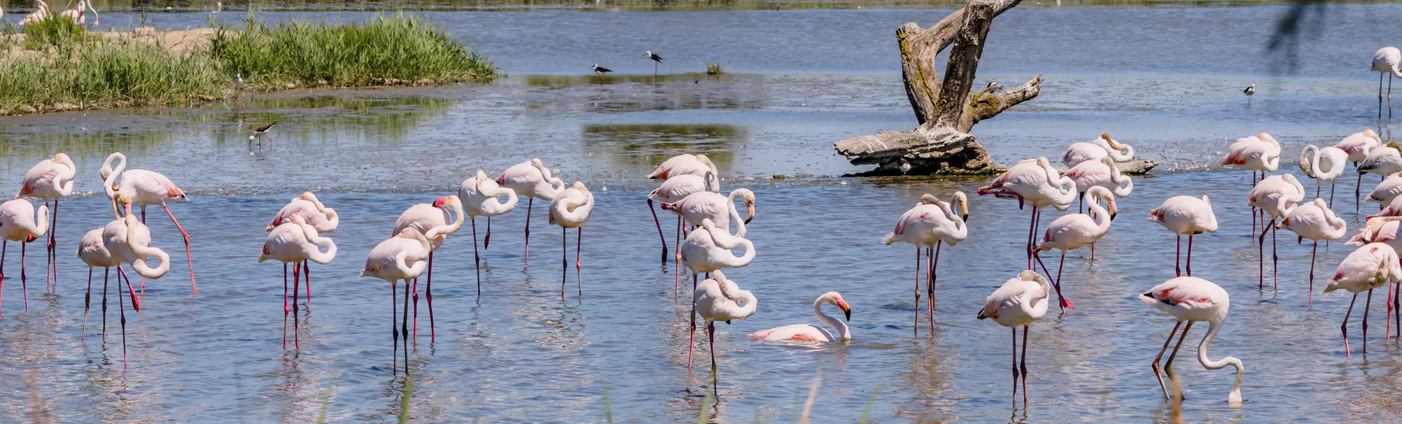 Flamingos, Camargue - © Gerald Villena - stock.adobe.com