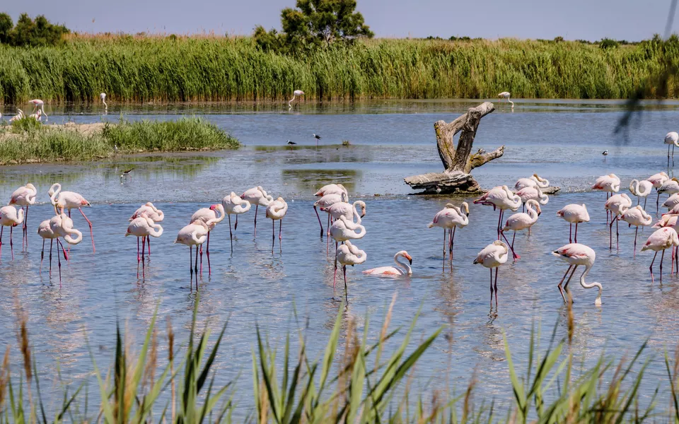 Flamingos, Camargue