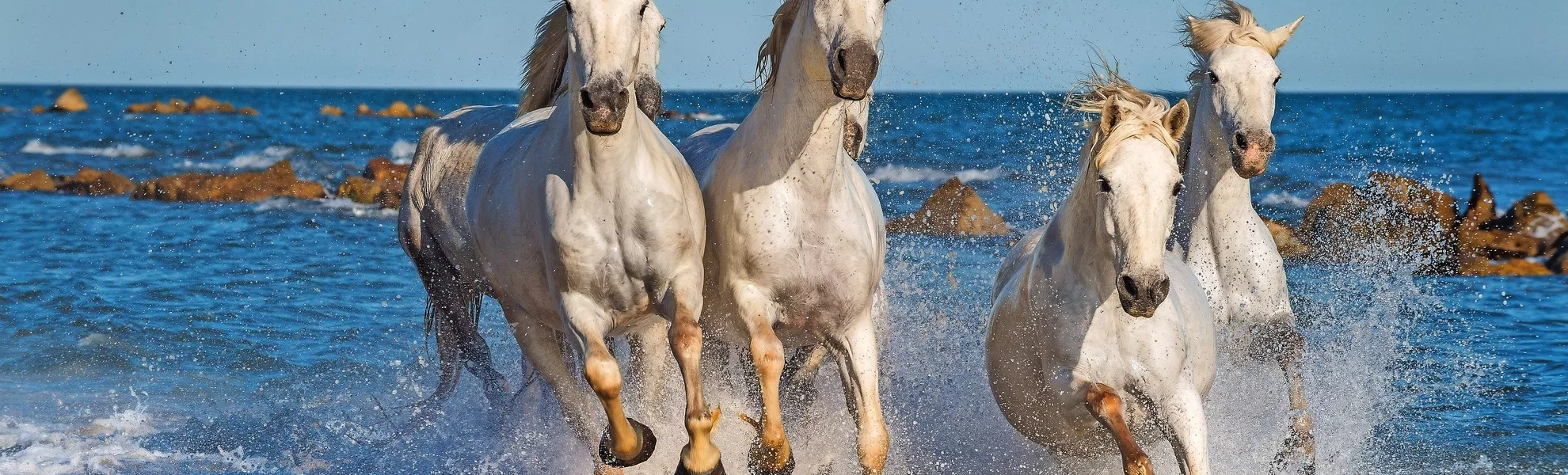 Camargue-Pferde in der Provence, Frankreich  - © Uryadnikov Sergey - Fotolia