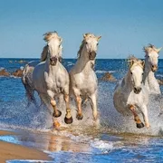 Camargue-Pferde in der Provence, Frankreich 