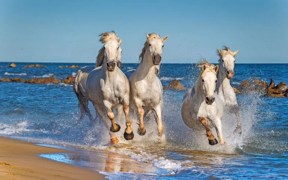 Camargue-Pferde in der Provence, Frankreich 