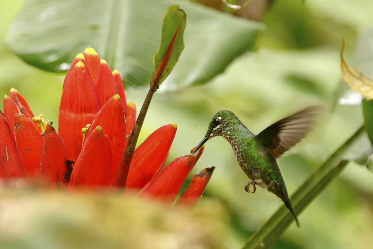 Kolibri - ©                                                       