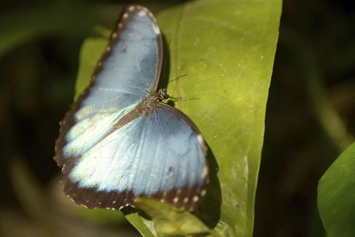 Blue Morpho Schmetterling - ©                                                       