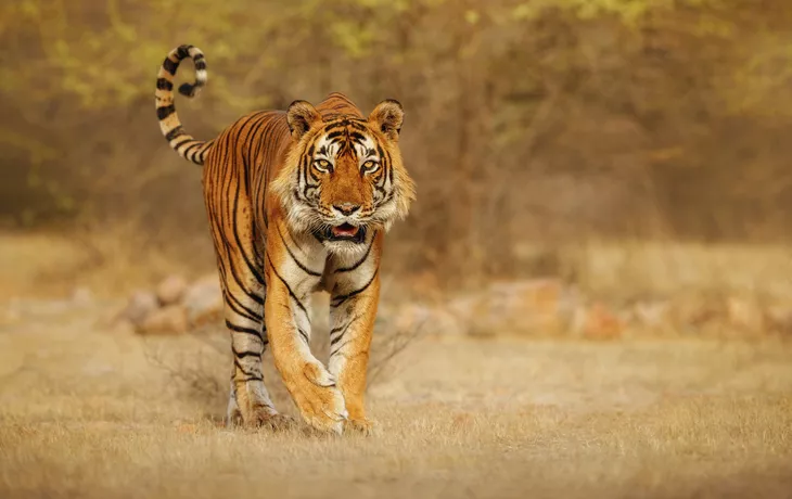 Auf den Spuren des Bengal-Tigers