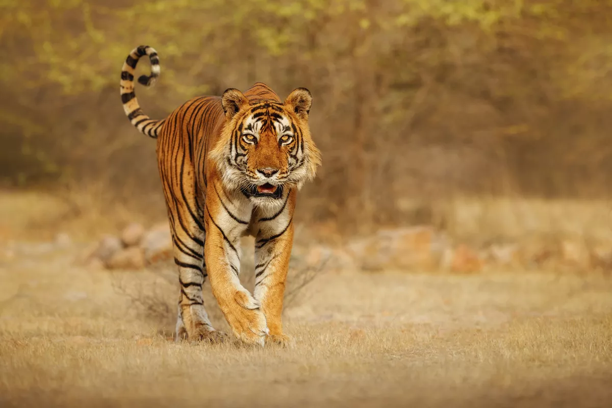 Bengal-Tiger - © photocech - stock.adobe.com