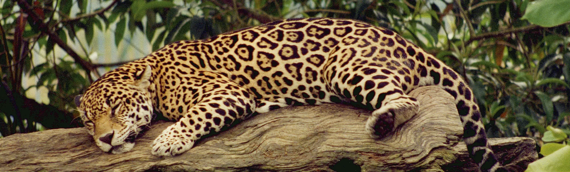 Jaguar - © Philippe SURMELY - Fotolia