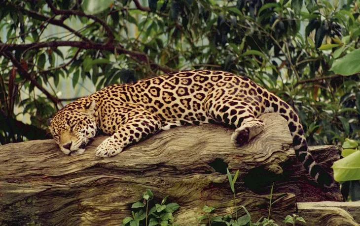 Jaguar - © Philippe SURMELY - Fotolia