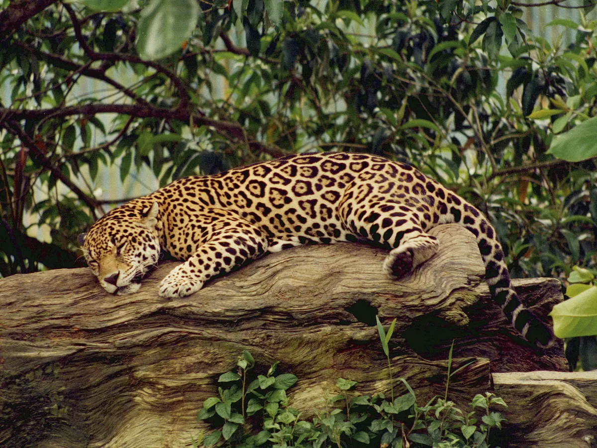 Jaguar - © Philippe SURMELY - Fotolia