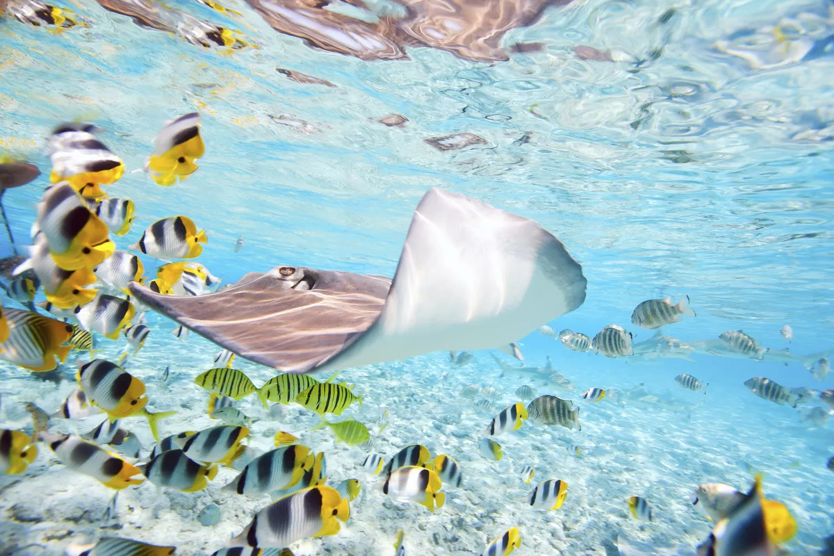 Stechrochen, Bora Bora-Atoll - © Getty Images/iStockphoto