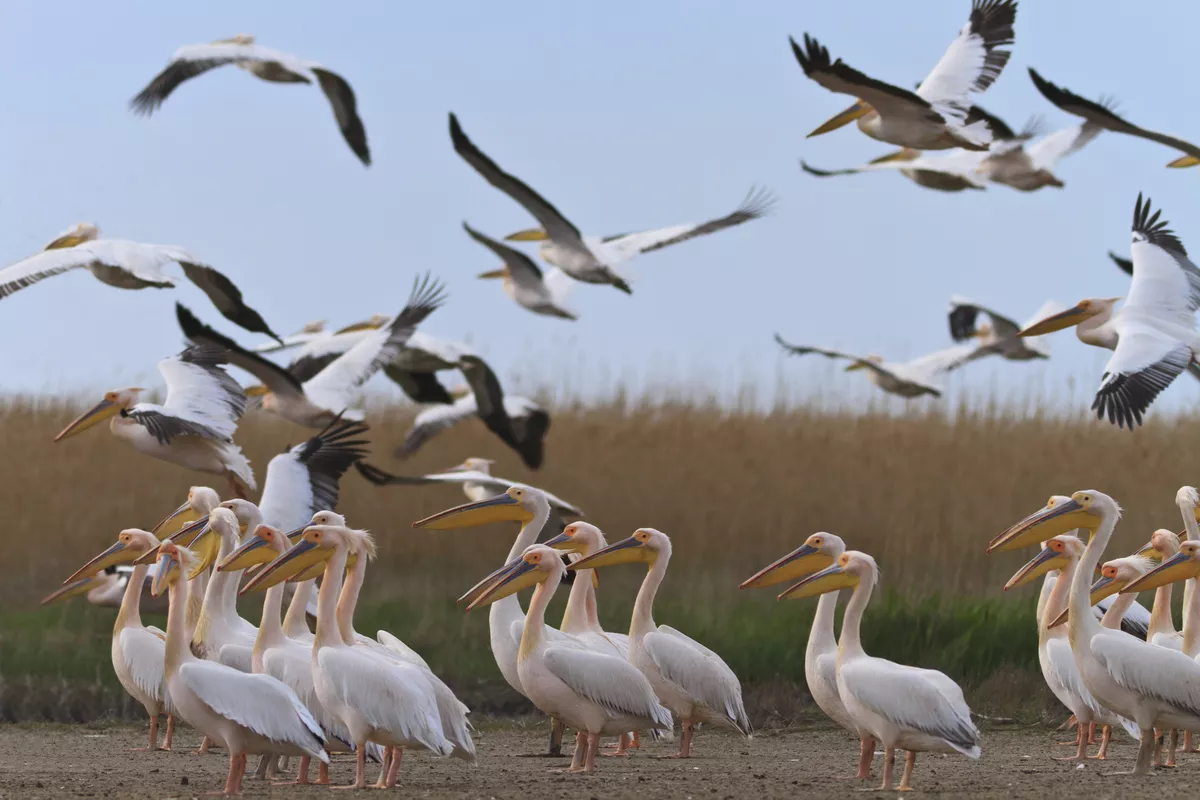 Pelikane im Donaudelta - © Getty Images/iStockphoto