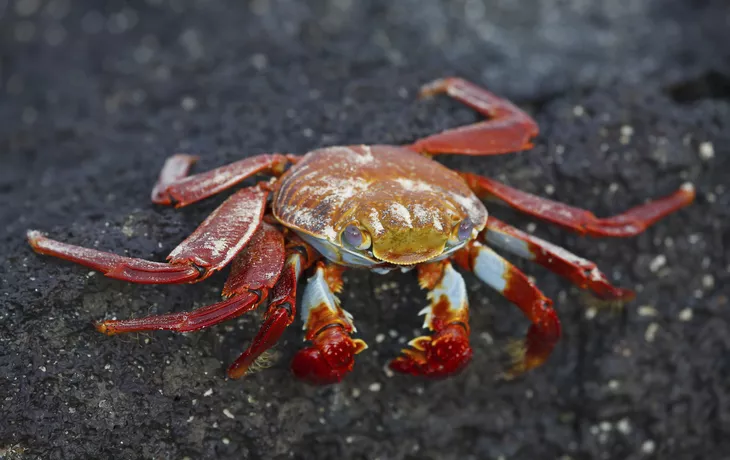 © natureimmortal - Fotolia - Sall lightfoot crab on the rocks