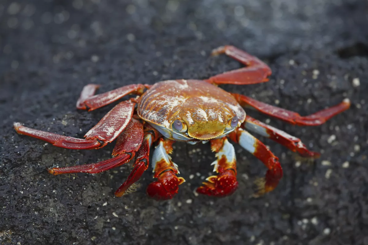 Sall lightfoot crab on the rocks - © natureimmortal - Fotolia