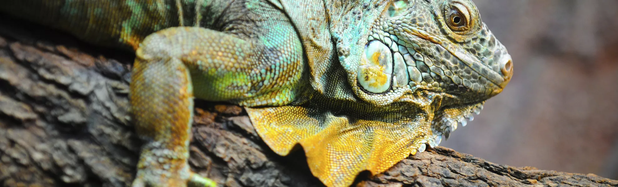 Iguana, Galapagos - © Iarygin Andrii - Fotolia