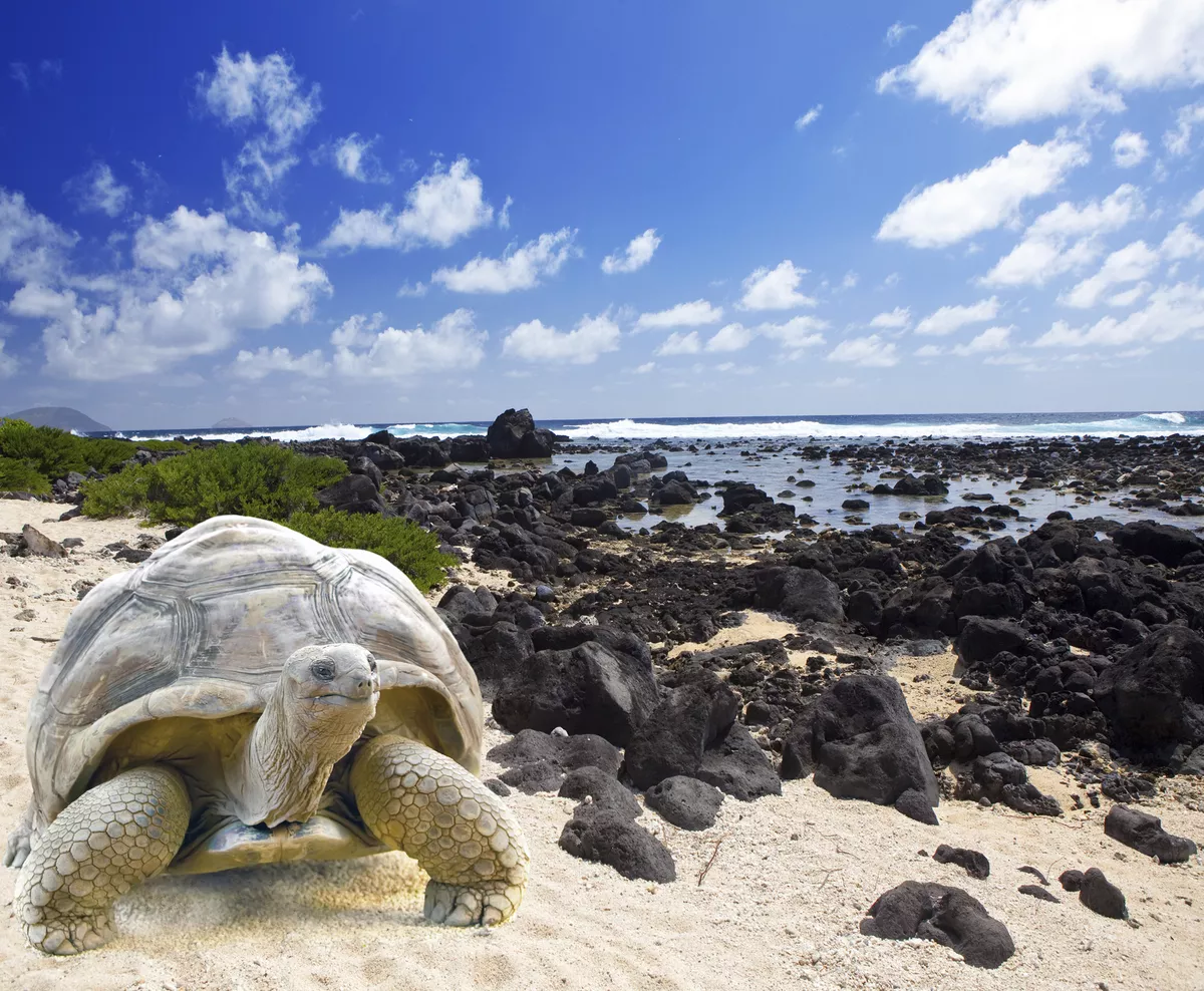 Riesenschildkröte, Galapagos - © Copyright:www.kkulikov.com