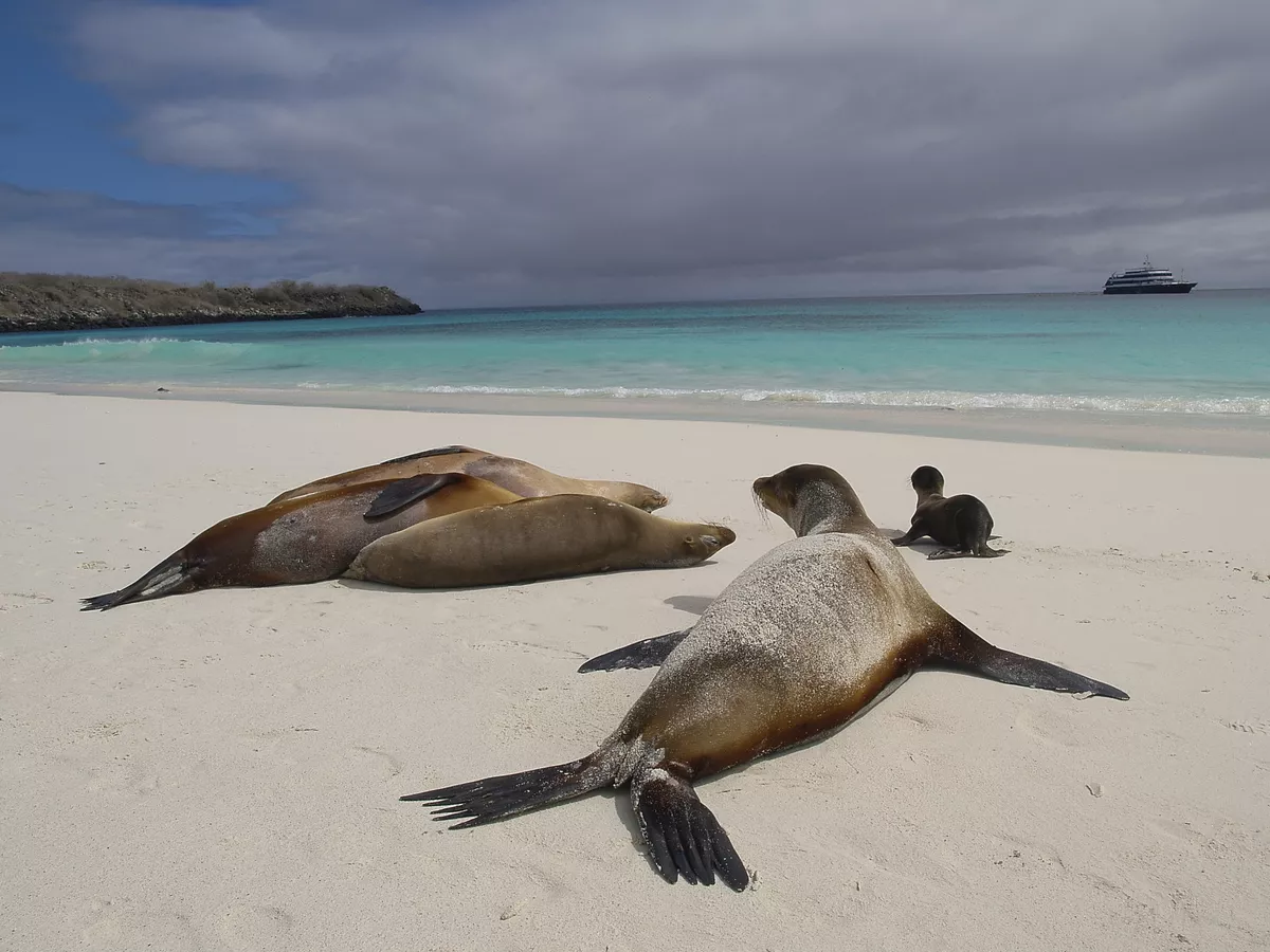 Seelöwen, Galapagos - © Marcel Hurni - Fotolia