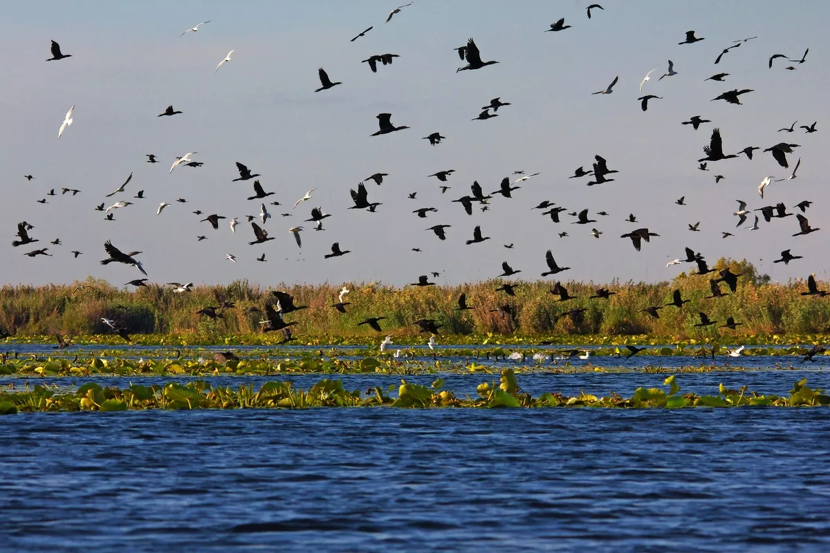 Vogelparadies Donaudelta - © I.Ivan - stock.adobe.com