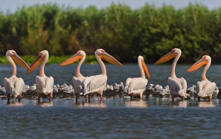 ©porojnicu - stock.adobe.com - Pelikane im Donaudelta