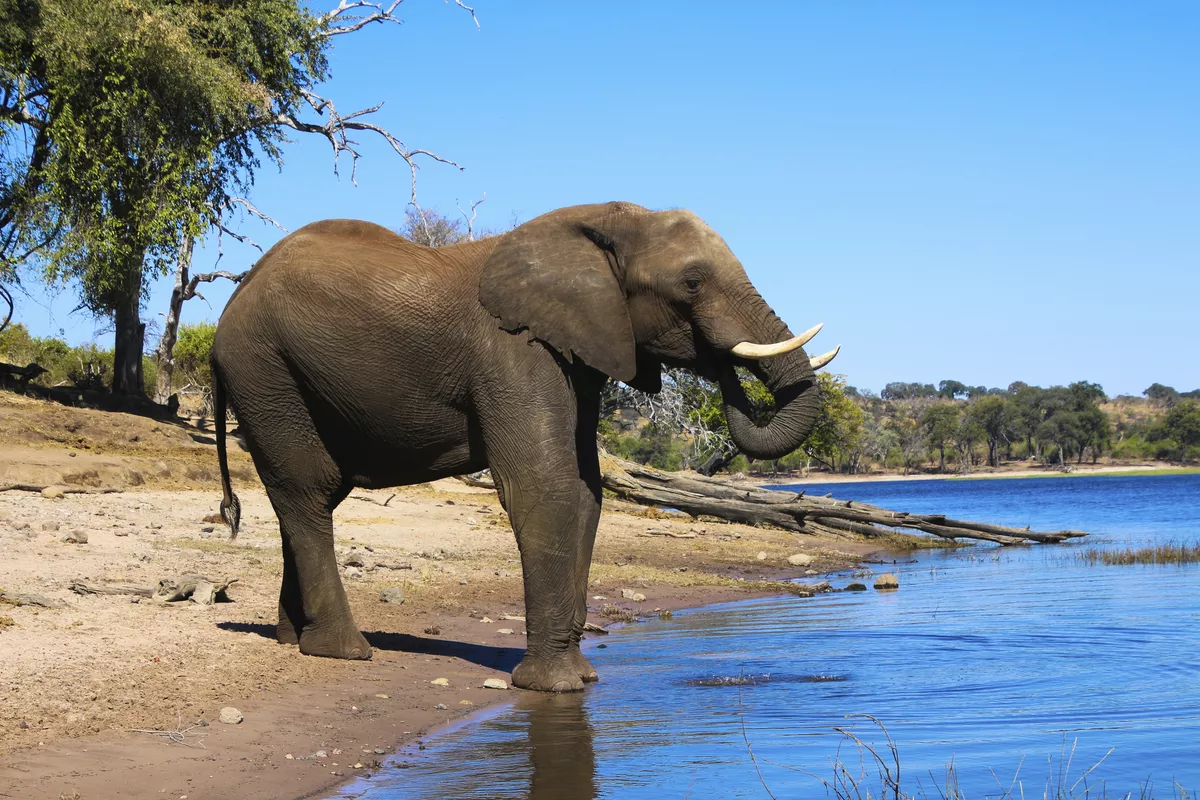 Elefant im Chobe-Nationalpark - © ©taro02 - stock.adobe.com