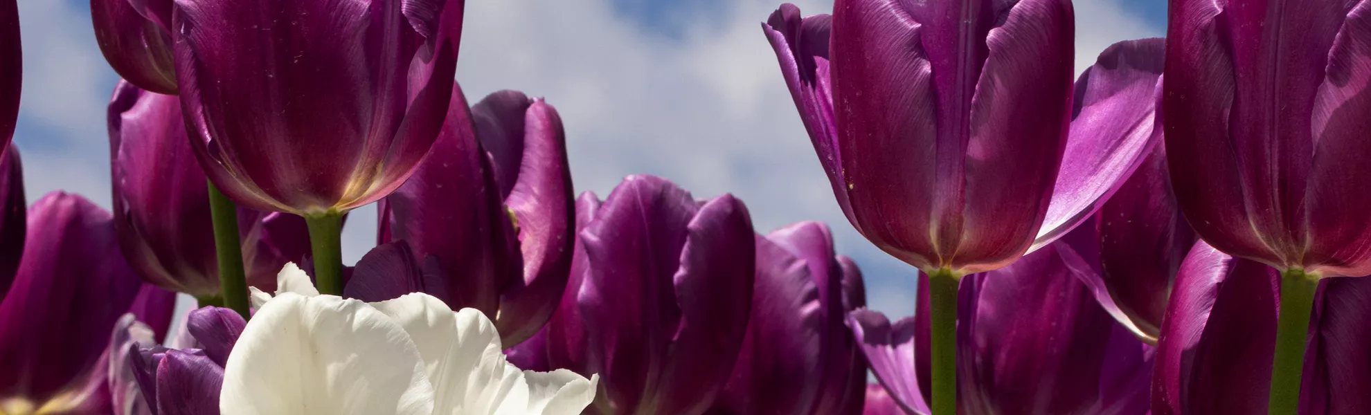 weiße und violette Tulpen - © sarenac77 - stock.adobe.com