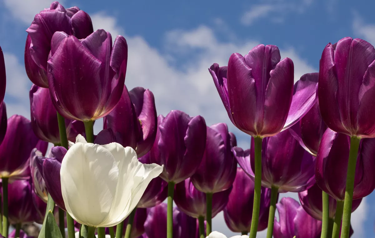 weiße und violette Tulpen - © sarenac77 - stock.adobe.com