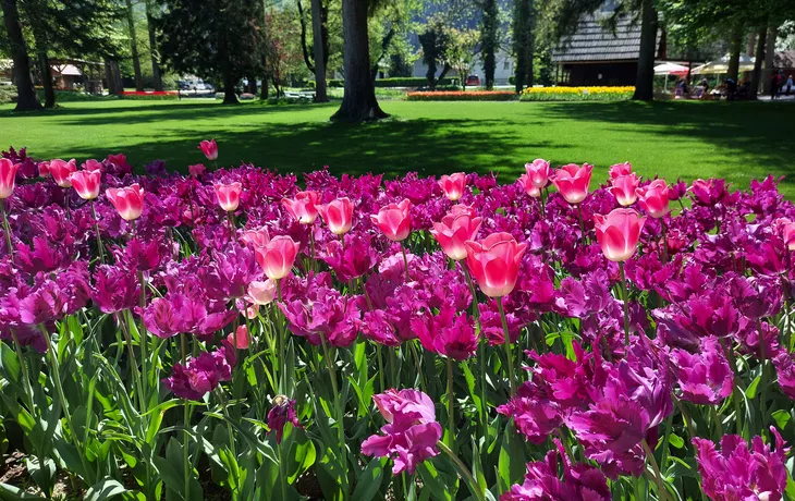 Mozirski gaj, Park der Blumen, in Slowenien - © olenadesign - stock.adobe.com