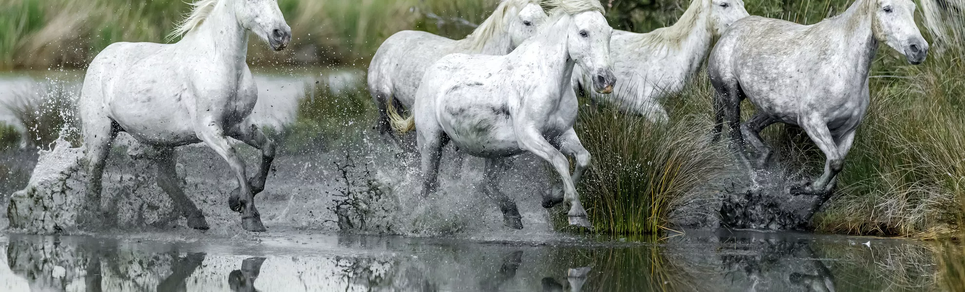 Camargue, Wildpferde - © shutterstock_280048706