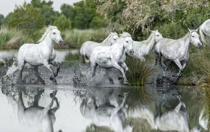 Camargue, Wildpferde - © shutterstock_280048706