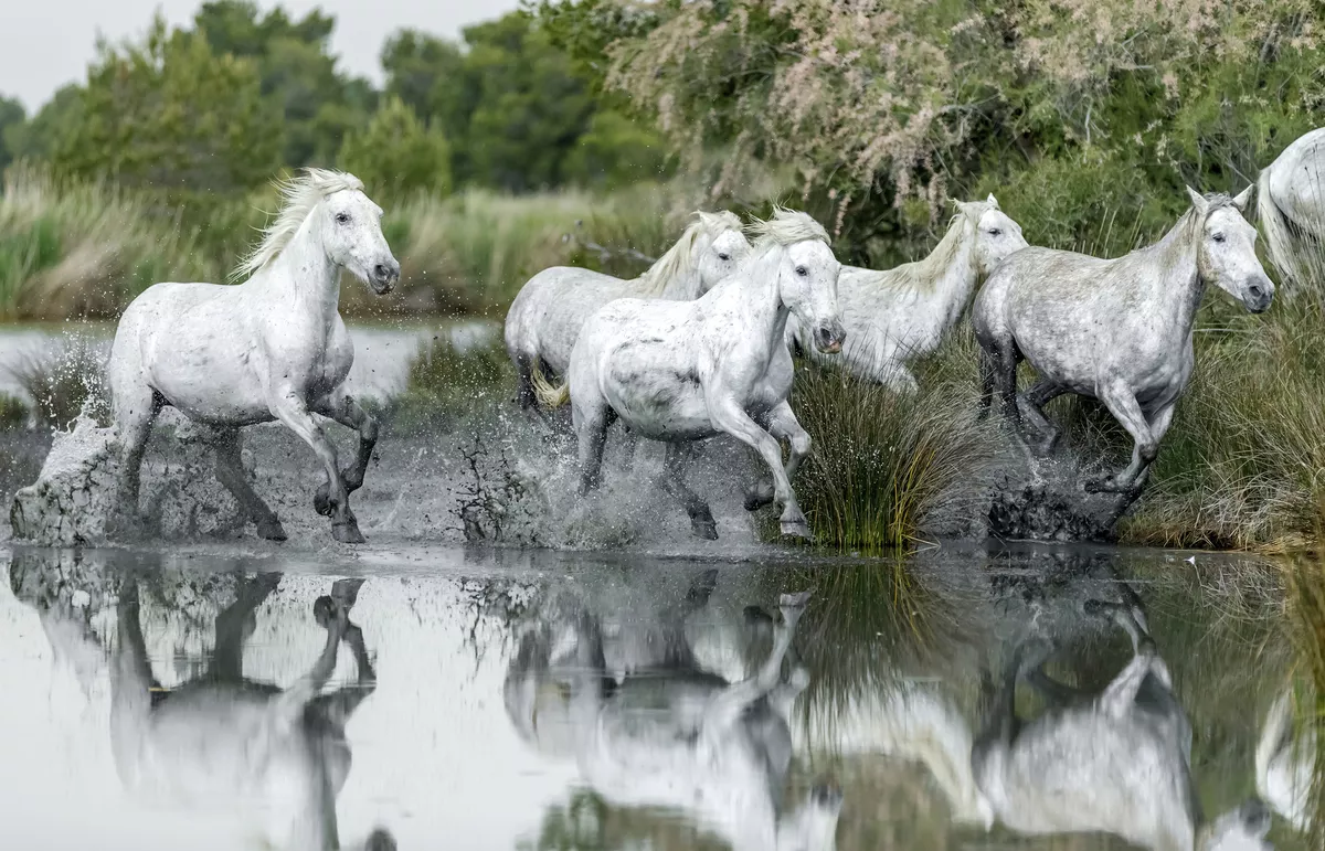 Camargue, Wildpferde - © shutterstock_280048706