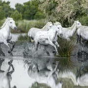 Camargue, Wildpferde