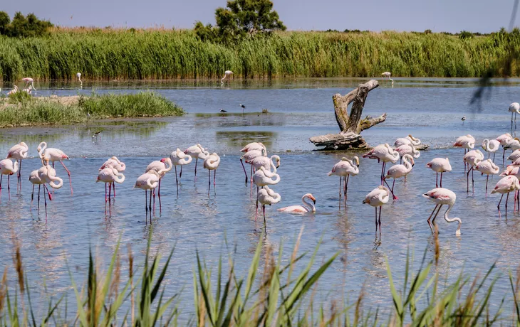 © Gerald Villena - stock.adobe.com - Flamingos, Camargue