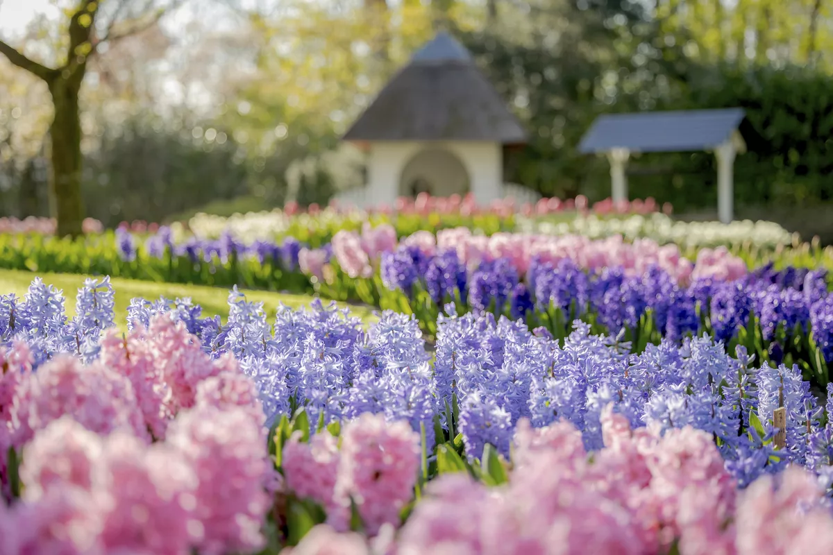 Keukenhof - © 