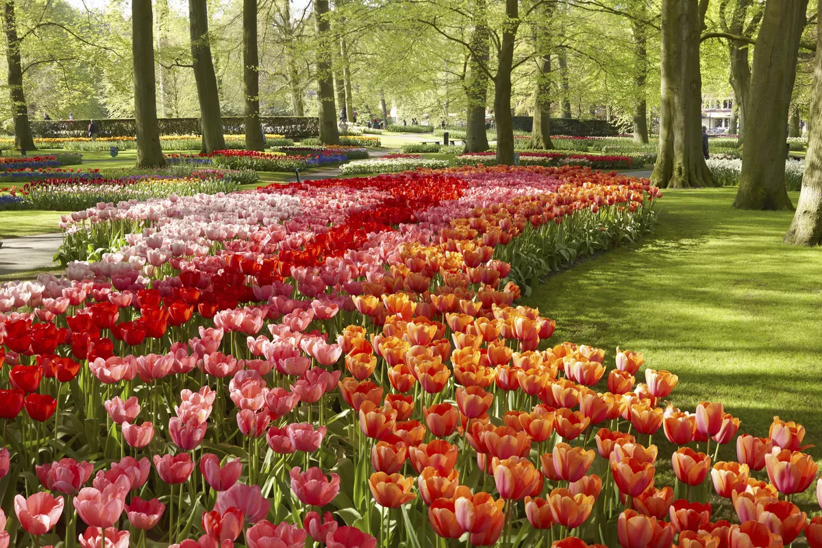 Keukenhof - © shutterstock_144198607