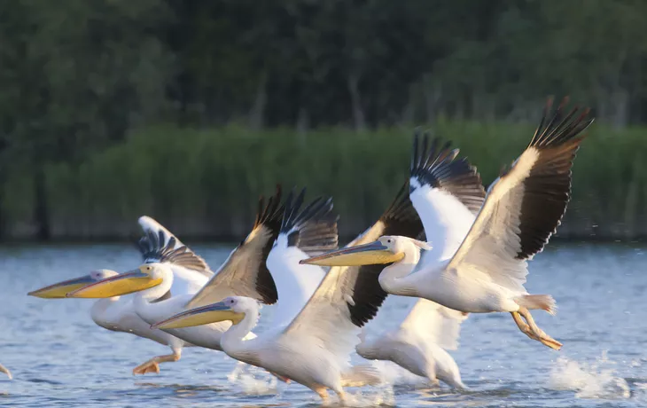 Naturspektakel entlang der Donau bis ans Schwarze Meer MS Thurgau Prestige