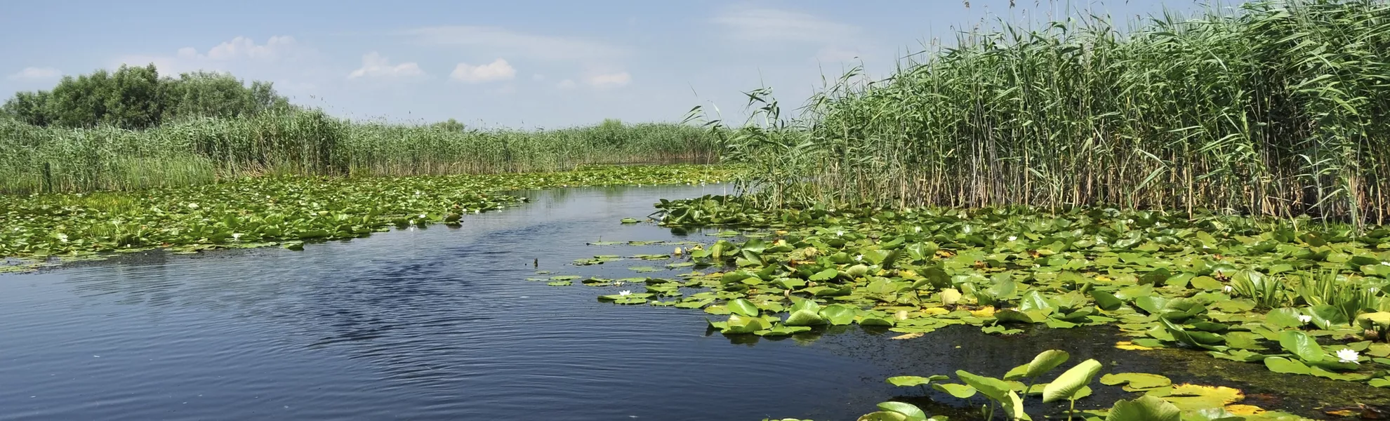 Wasserlandschaft Donaudelta - © Swamp vegetation