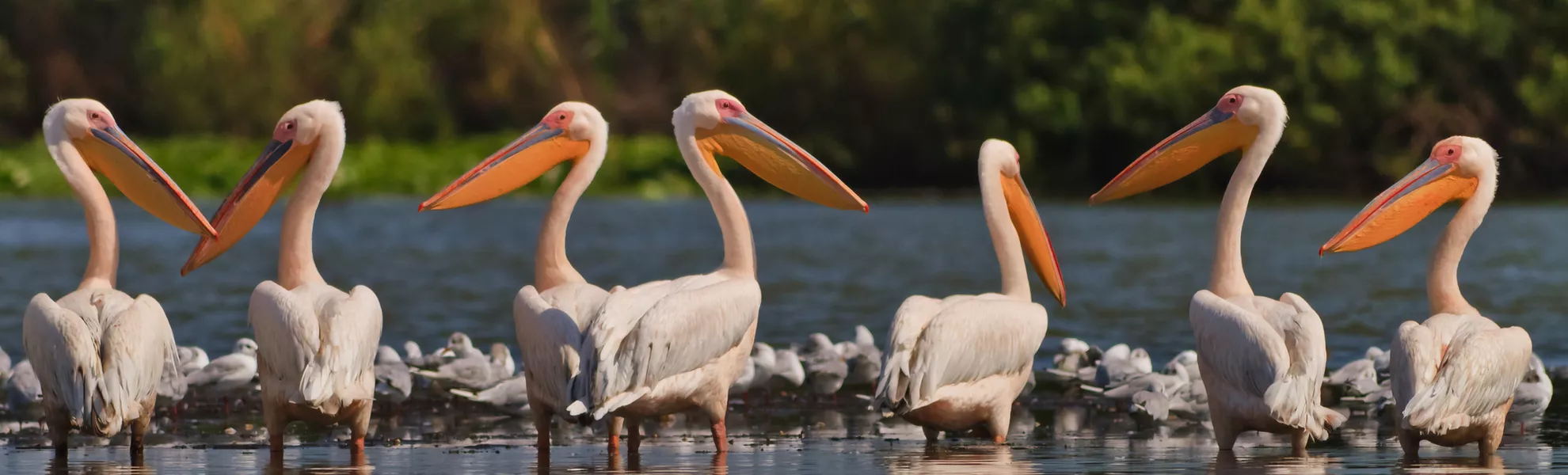 Pelikane im Donaudelta - ©porojnicu - stock.adobe.com